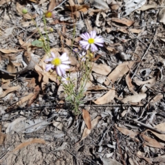 Brachyscome rigidula (Hairy Cut-leaf Daisy) at Yarralumla, ACT - 9 Feb 2019 by jpittock
