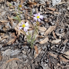 Brachyscome rigidula (Hairy Cut-leaf Daisy) at Yarralumla, ACT - 10 Feb 2019 by jpittock