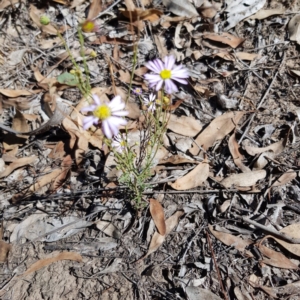 Brachyscome rigidula at Yarralumla, ACT - 10 Feb 2019