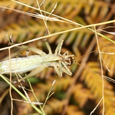 Coptaspis brevipennis (A katydid) at Guerilla Bay, NSW - 15 Mar 2019 by jb2602