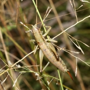 Coptaspis brevipennis at Guerilla Bay, NSW - 15 Mar 2019 07:54 PM