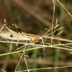 Coptaspis brevipennis at Guerilla Bay, NSW - 15 Mar 2019