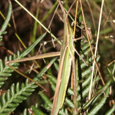 Acrida conica (Giant green slantface) at Guerilla Bay, NSW - 15 Mar 2019 by jb2602