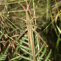 Acrida conica at Guerilla Bay, NSW - 15 Mar 2019