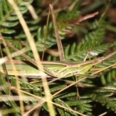 Acrida conica at Guerilla Bay, NSW - 15 Mar 2019