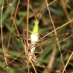 Acrida conica at Guerilla Bay, NSW - 15 Mar 2019 07:57 PM