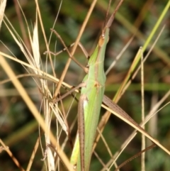 Acrida conica at Guerilla Bay, NSW - 15 Mar 2019