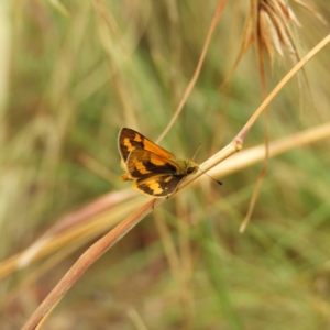 Ocybadistes walkeri at Kambah, ACT - 17 Mar 2019