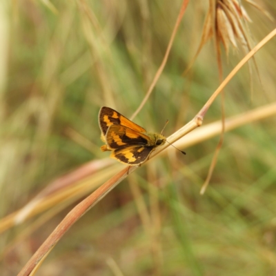 Ocybadistes walkeri (Green Grass-dart) at Kambah, ACT - 17 Mar 2019 by MatthewFrawley