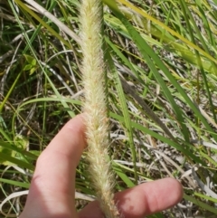 Cenchrus macrourus (African Feather Grass) at Uriarra Village, ACT - 17 Mar 2019 by ACTBioSecurity