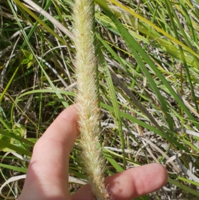 Cenchrus macrourus (African Feather Grass) at Uriarra Village, ACT - 17 Mar 2019 by ACTBioSecurity