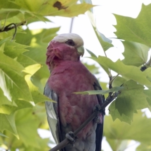 Eolophus roseicapilla at Belconnen, ACT - 12 Mar 2019