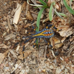 Amorbus (genus) (Eucalyptus Tip bug) at Kambah, ACT - 17 Mar 2019 by MatthewFrawley