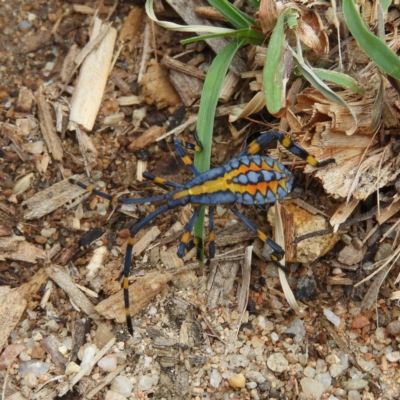 Amorbus (genus) (Eucalyptus Tip bug) at Kambah, ACT - 17 Mar 2019 by MatthewFrawley