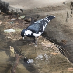 Grallina cyanoleuca (Magpie-lark) at Belconnen, ACT - 12 Mar 2019 by AlisonMilton