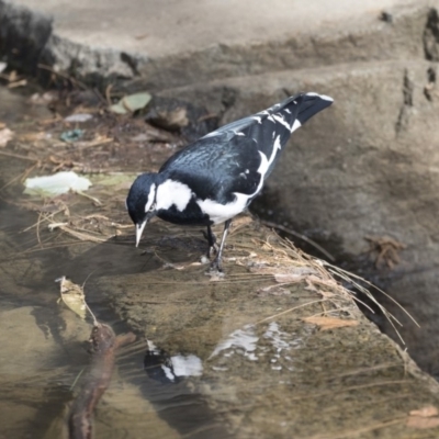 Grallina cyanoleuca (Magpie-lark) at Lake Ginninderra - 12 Mar 2019 by Alison Milton