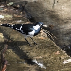 Grallina cyanoleuca at Belconnen, ACT - 12 Mar 2019