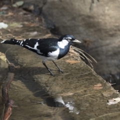 Grallina cyanoleuca at Belconnen, ACT - 12 Mar 2019