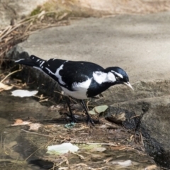 Grallina cyanoleuca at Belconnen, ACT - 12 Mar 2019