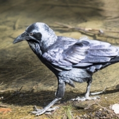 Corvus coronoides (Australian Raven) at Belconnen, ACT - 12 Mar 2019 by AlisonMilton