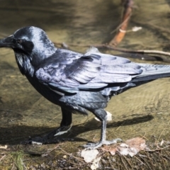 Corvus coronoides at Belconnen, ACT - 12 Mar 2019