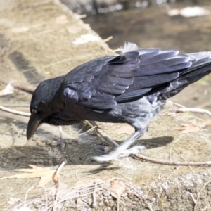 Corvus coronoides at Belconnen, ACT - 12 Mar 2019