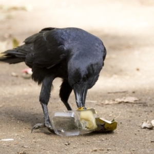 Corvus coronoides at Belconnen, ACT - 12 Mar 2019 02:46 PM