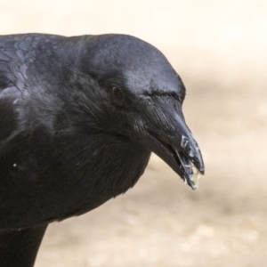 Corvus coronoides at Belconnen, ACT - 12 Mar 2019