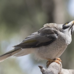 Manorina melanocephala (Noisy Miner) at Belconnen, ACT - 12 Mar 2019 by AlisonMilton