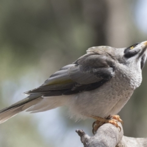 Manorina melanocephala at Belconnen, ACT - 12 Mar 2019 02:21 PM