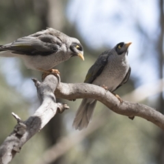 Manorina melanocephala at Belconnen, ACT - 12 Mar 2019 02:21 PM