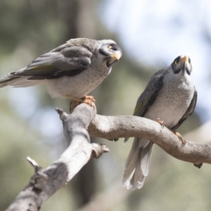 Manorina melanocephala at Belconnen, ACT - 12 Mar 2019 02:21 PM