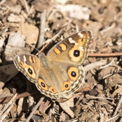 Junonia villida (Meadow Argus) at Lake Ginninderra - 12 Mar 2019 by AlisonMilton