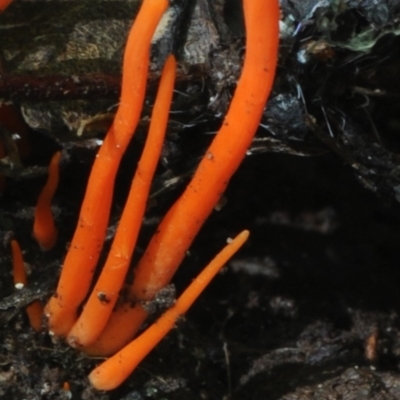Clavulinopsis sulcata (A club fungi) at Box Cutting Rainforest Walk - 30 Jan 2019 by Teresa