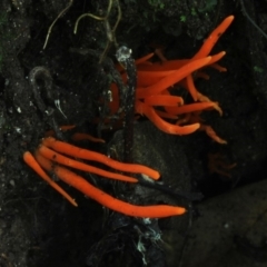 Clavulinopsis sulcata at Kianga, NSW - 31 Jan 2019