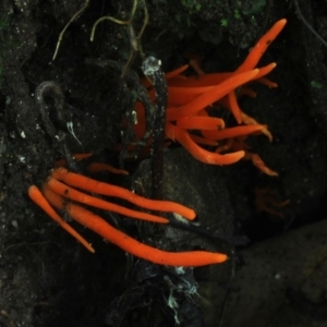 Clavulinopsis sulcata at Kianga, NSW - 31 Jan 2019