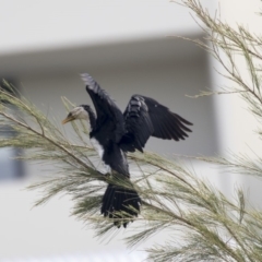 Microcarbo melanoleucos (Little Pied Cormorant) at Belconnen, ACT - 12 Mar 2019 by AlisonMilton