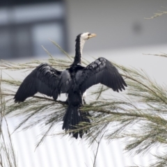 Microcarbo melanoleucos at Belconnen, ACT - 12 Mar 2019