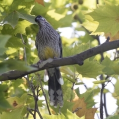 Anthochaera carunculata (Red Wattlebird) at Belconnen, ACT - 12 Mar 2019 by AlisonMilton