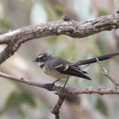 Rhipidura albiscapa (Grey Fantail) at Flynn, ACT - 12 Mar 2019 by AlisonMilton