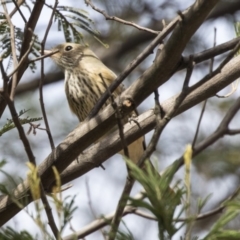 Pachycephala rufiventris (Rufous Whistler) at Melba, ACT - 12 Mar 2019 by Alison Milton