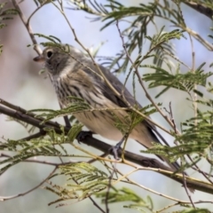 Pachycephala rufiventris at Melba, ACT - 12 Mar 2019