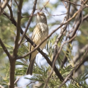 Pachycephala rufiventris at Melba, ACT - 12 Mar 2019