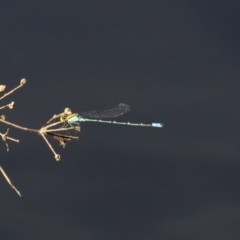 Pseudagrion aureofrons (Gold-fronted Riverdamsel) at Belconnen, ACT - 12 Mar 2019 by AlisonMilton