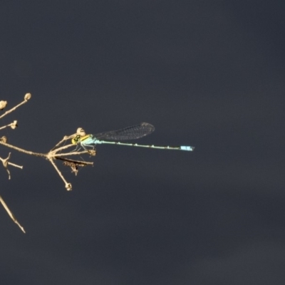 Pseudagrion aureofrons (Gold-fronted Riverdamsel) at Belconnen, ACT - 12 Mar 2019 by AlisonMilton