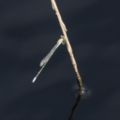 Pseudagrion aureofrons at Belconnen, ACT - 12 Mar 2019