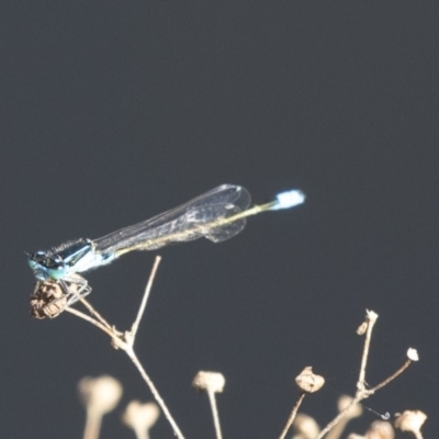 Ischnura heterosticta (Common Bluetail Damselfly) at Belconnen, ACT - 12 Mar 2019 by AlisonMilton