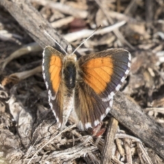 Lucia limbaria (Chequered Copper) at Mount Rogers - 11 Mar 2019 by AlisonMilton