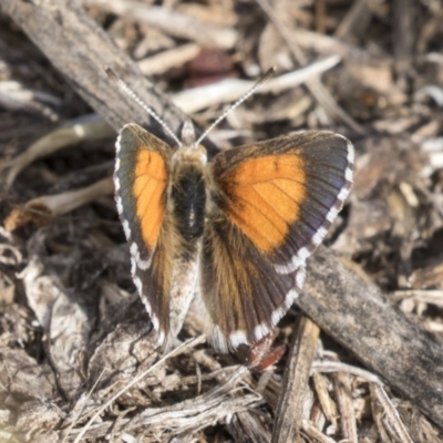 Lucia limbaria (Chequered Copper) at Flynn, ACT - 12 Mar 2019 by AlisonMilton