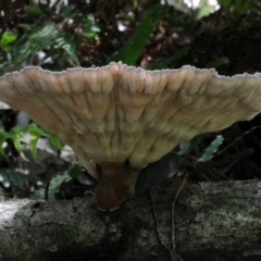 Cymatoderma elegans (Leathery Goblet) at Box Cutting Rainforest Walk - 17 Feb 2019 by Teresa